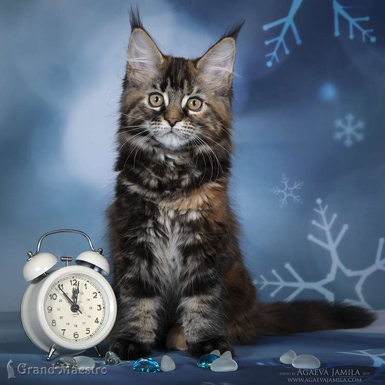 Хельга, 2.5 мес.