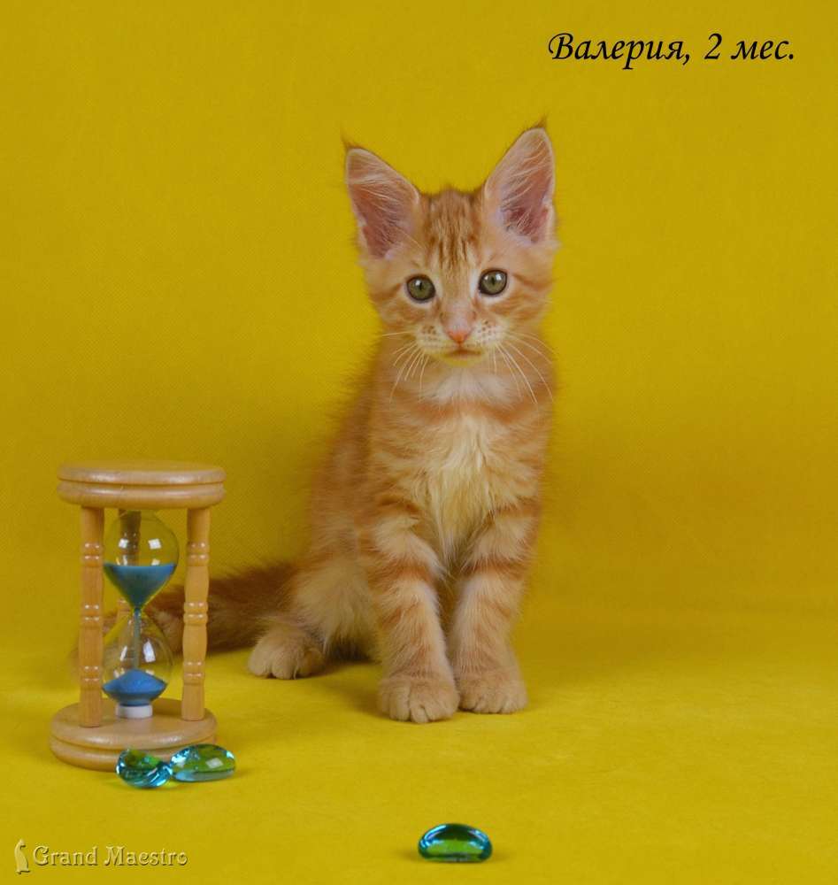 Валерия, 2 мес.