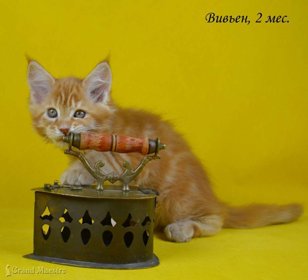 Вивьен, 2 мес.