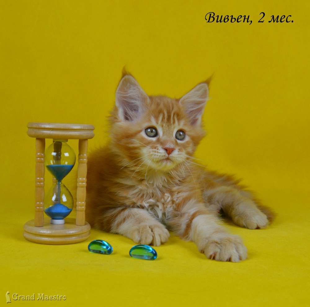 Вивьен, 2 мес.