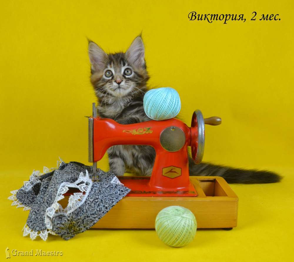 Виктория, 2 мес.