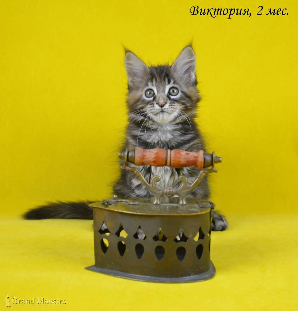 Виктория, 2 мес.