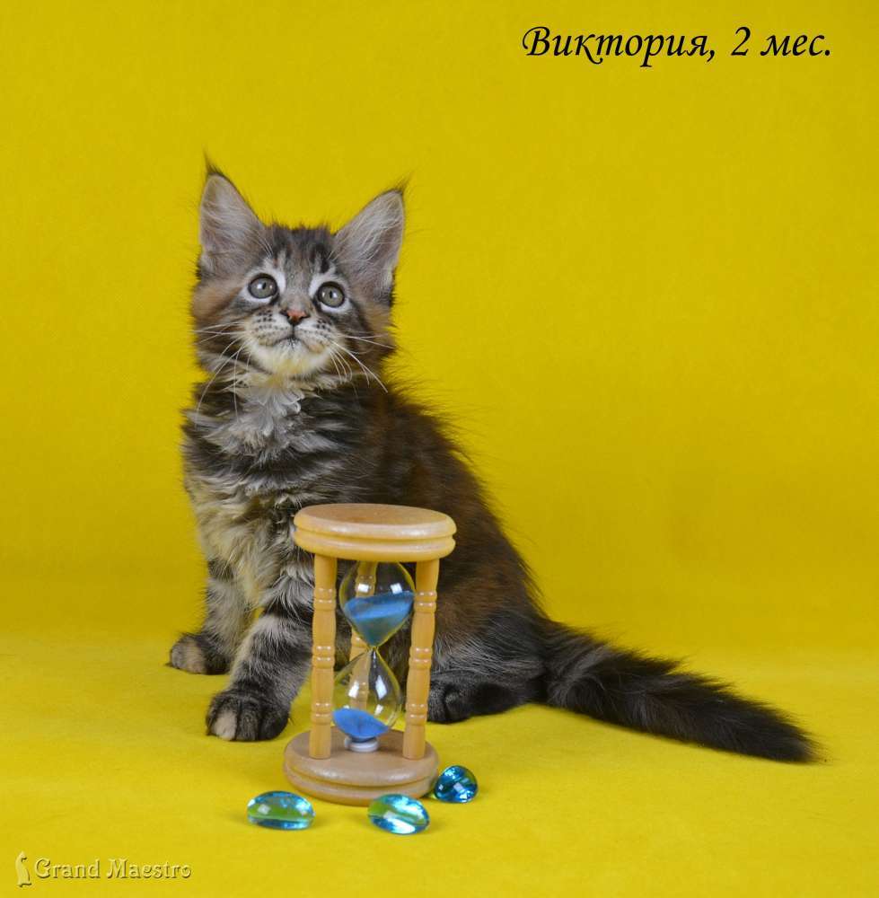 Виктория, 2 мес.