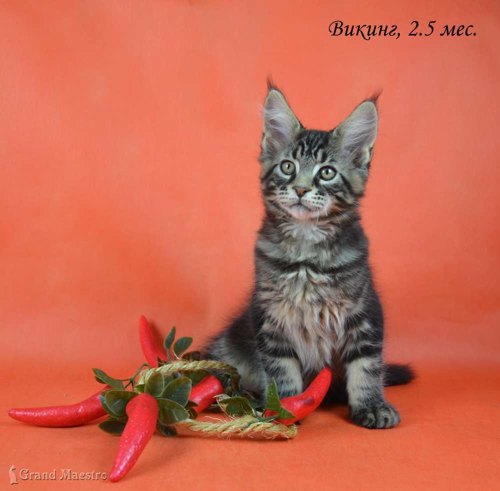 Викинг, 2.5 мес.