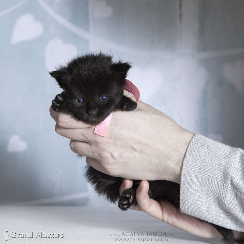 Джой, 2.5 нед.