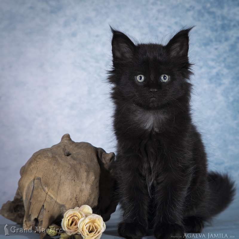 Джедай, 1.5 мес.