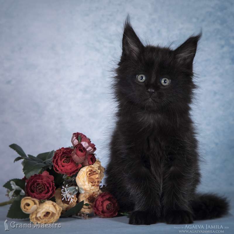 Жаймее, 1.5 мес.