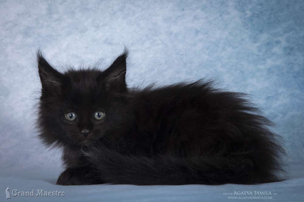 Жаймее, 1.5 мес.