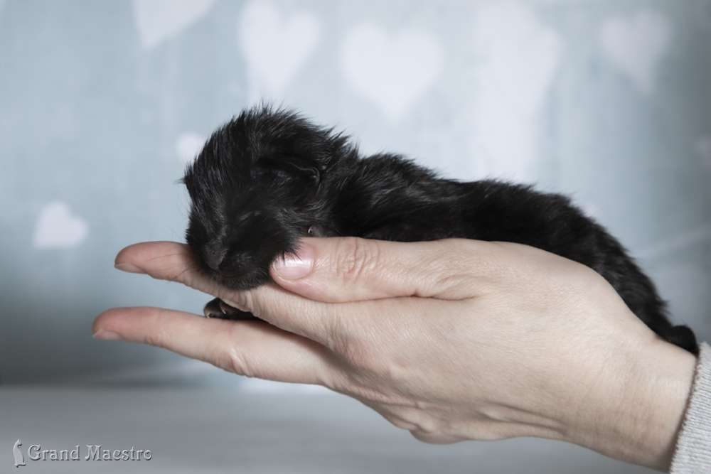 Космас, 6 суток