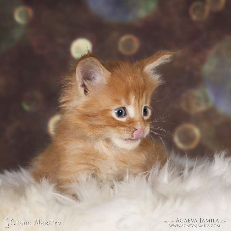 Кхан, 1 мес.