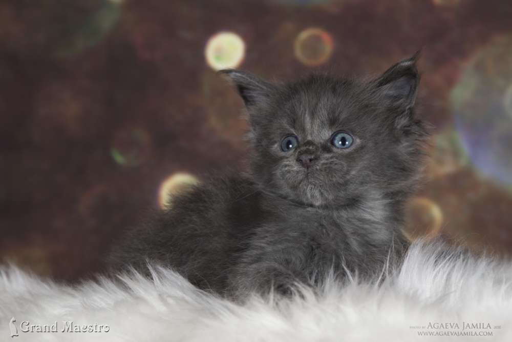 Киану, 1 мес.
