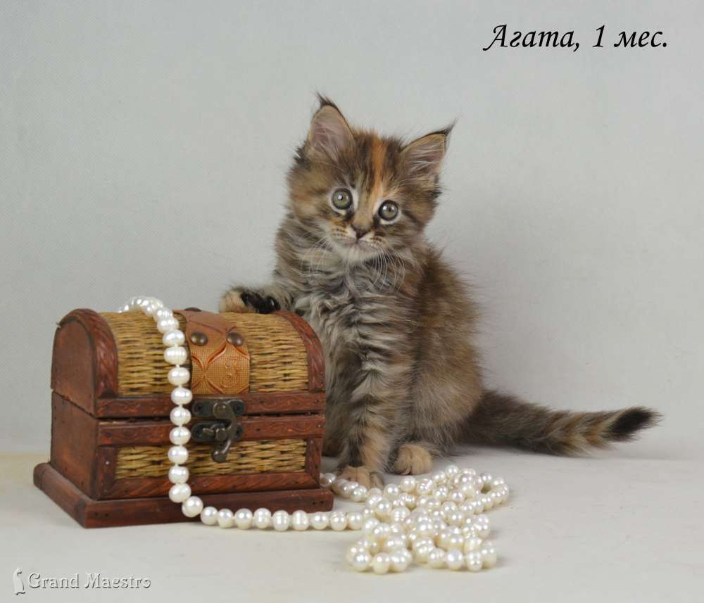Агата, 1 мес.