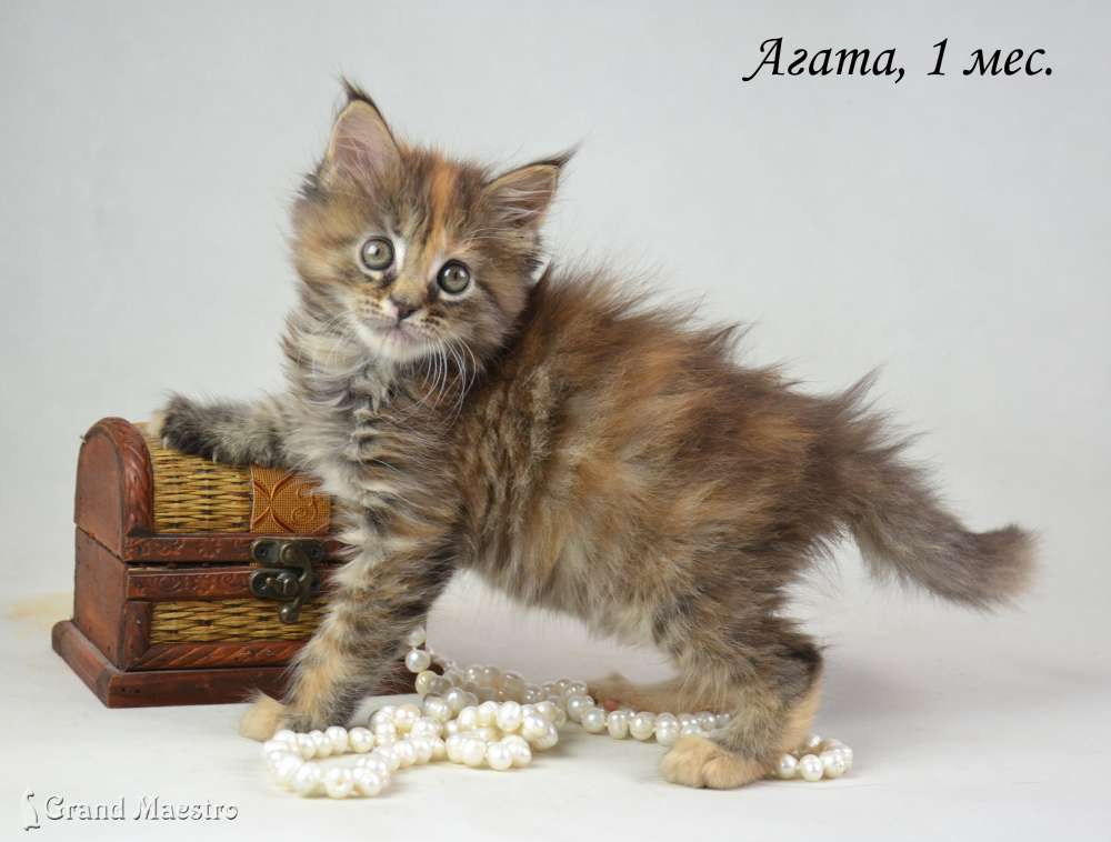 Агата, 1 мес.