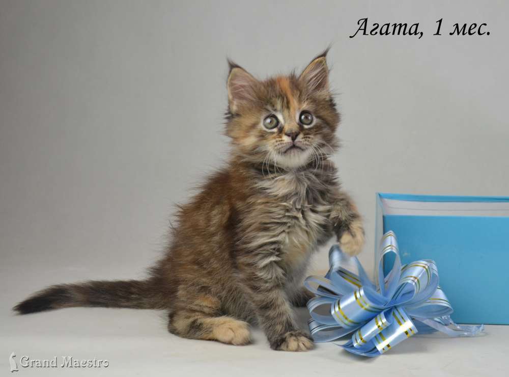 Агата, 1 мес.