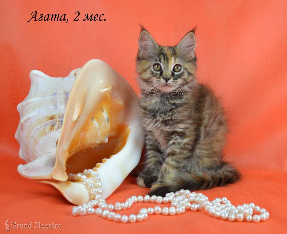 Агата, 2 мес.