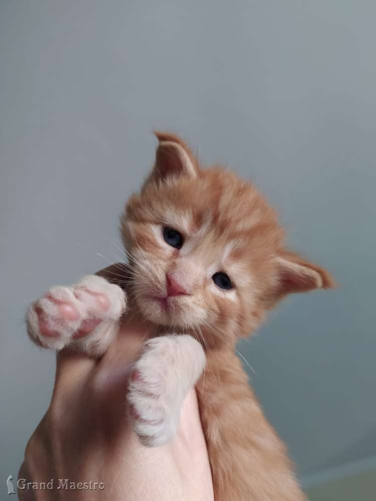Никас, 3 нед.