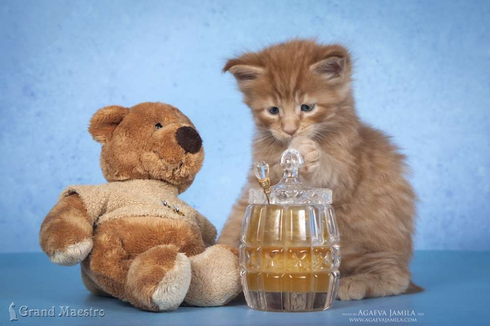 Никас, 1 мес.