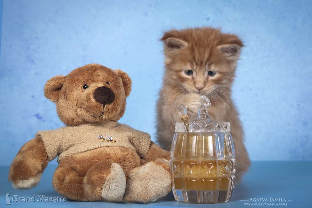Никас, 1 мес.