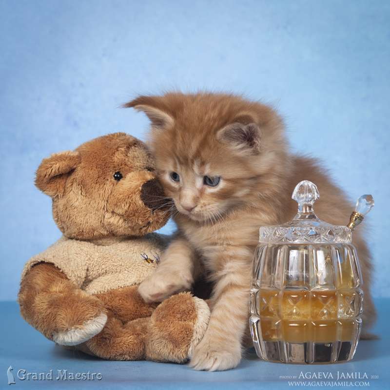 Никас, 1 мес.