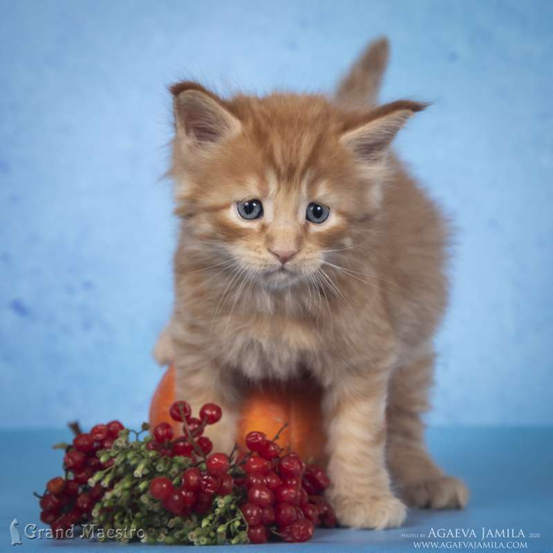Никас, 1 мес.