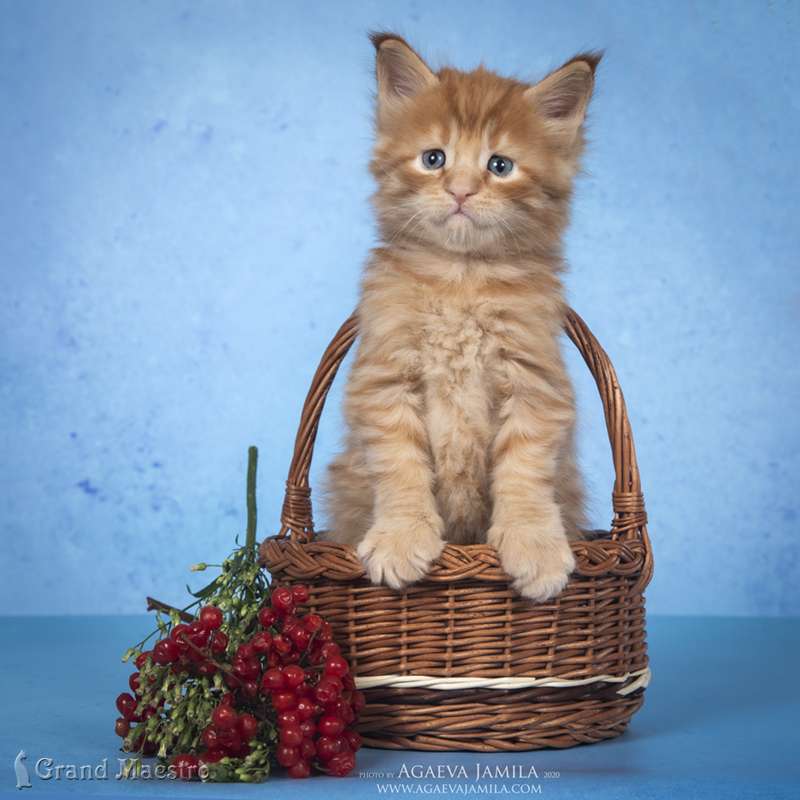 Никас, 1 мес.