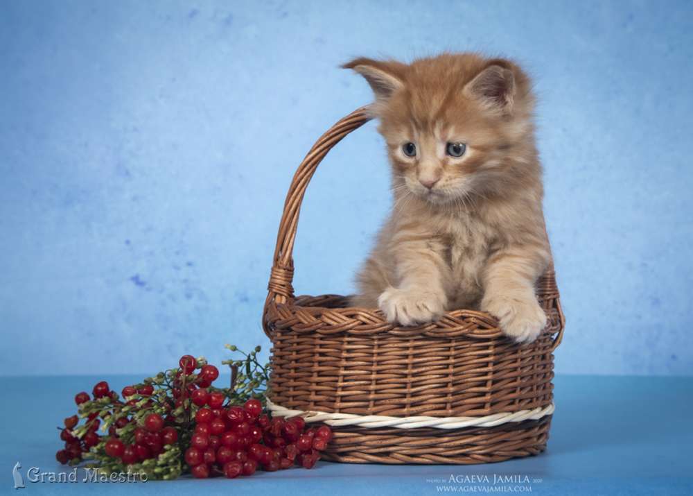 Никас, 1 мес.