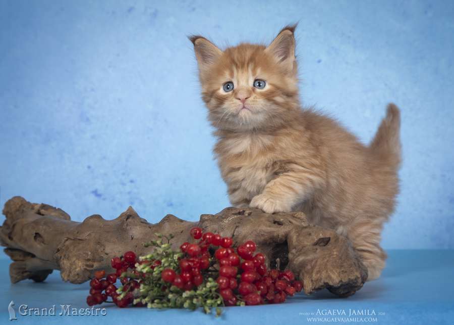 Никас, 1 мес.