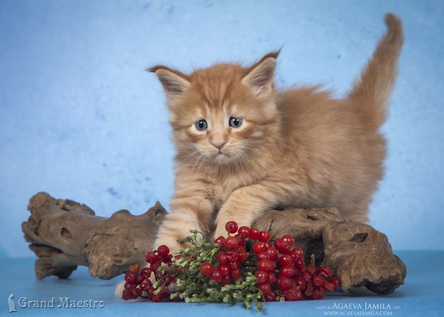Никас, 1 мес.