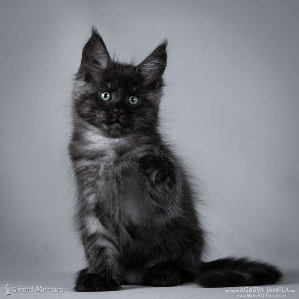 Вагнер, 1.5 мес.