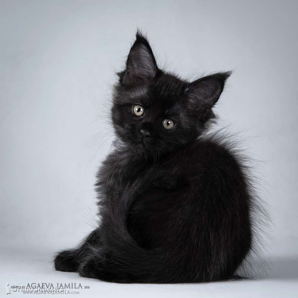 Викси, 1.5 мес.