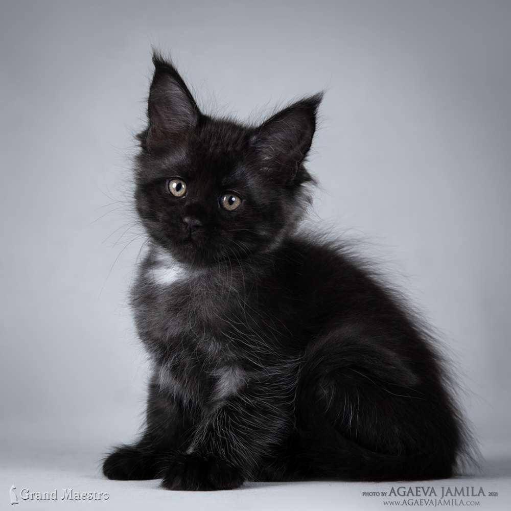 Викси, 1.5 мес.
