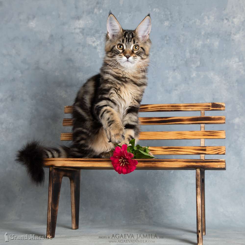 Ульрика, 3.5 мес.