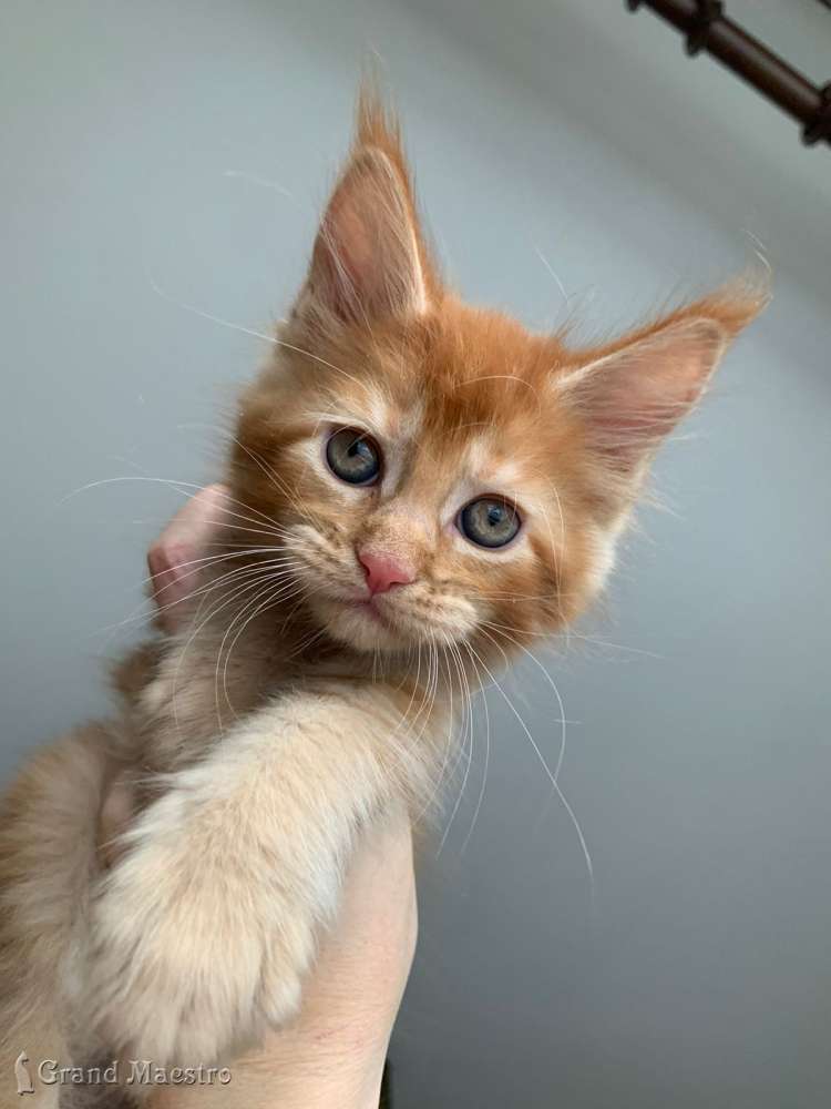 Зонго, 1.5 мес.