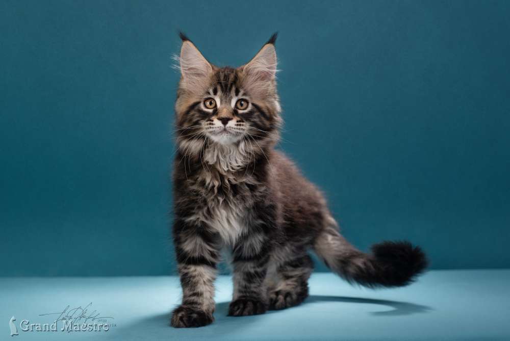 Алистер, 2.5 мес.