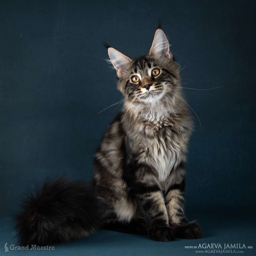Алистер, 4.5 мес.