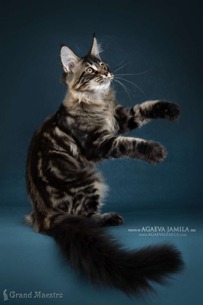 Алистер, 4.5 мес.