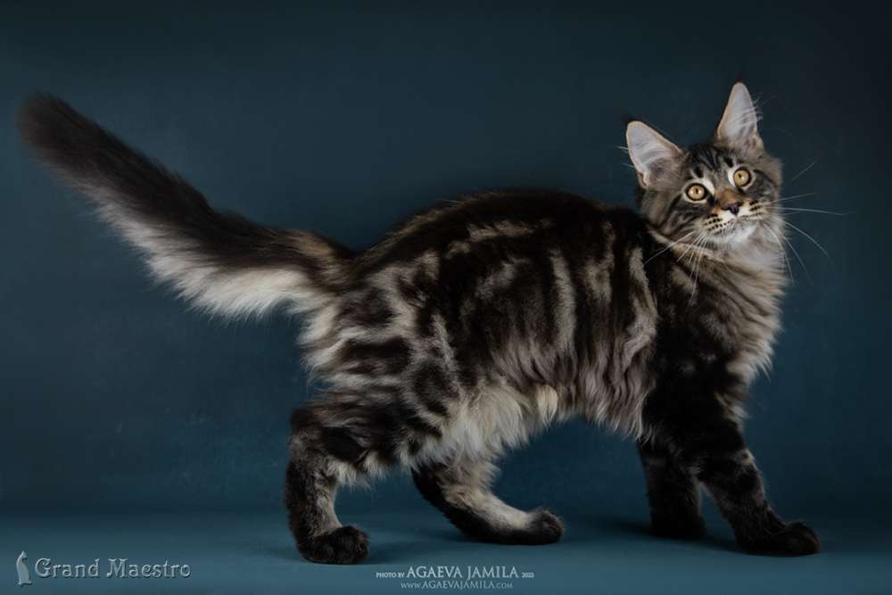 Алистер, 4.5 мес.