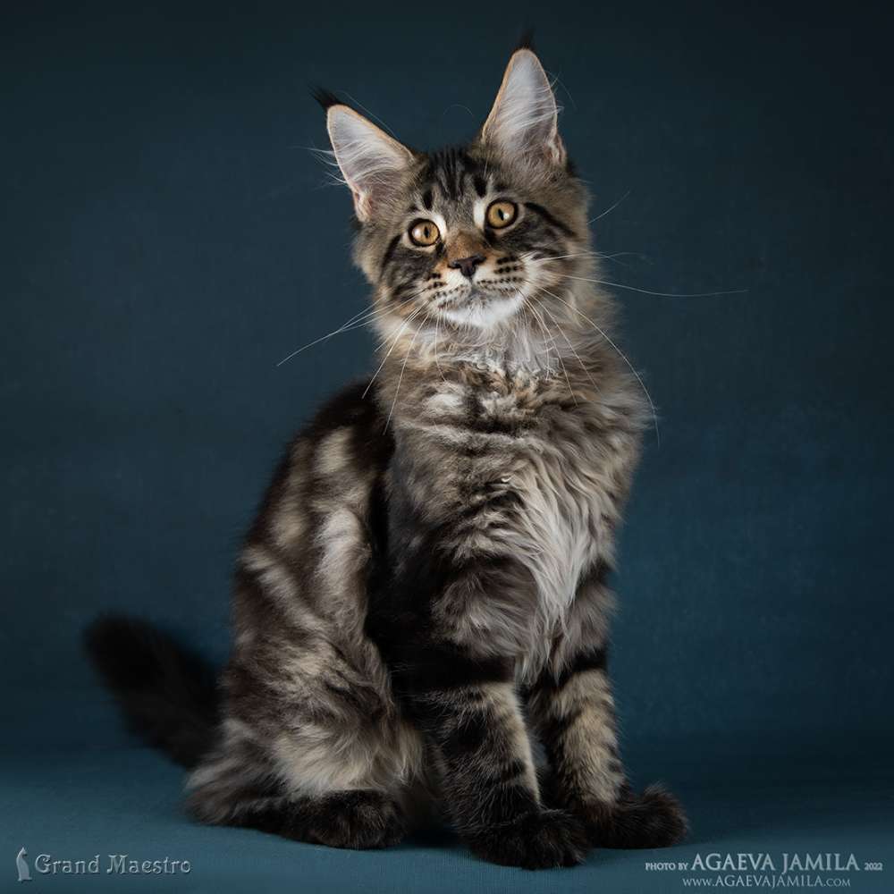 Алистер, 4.5 мес.