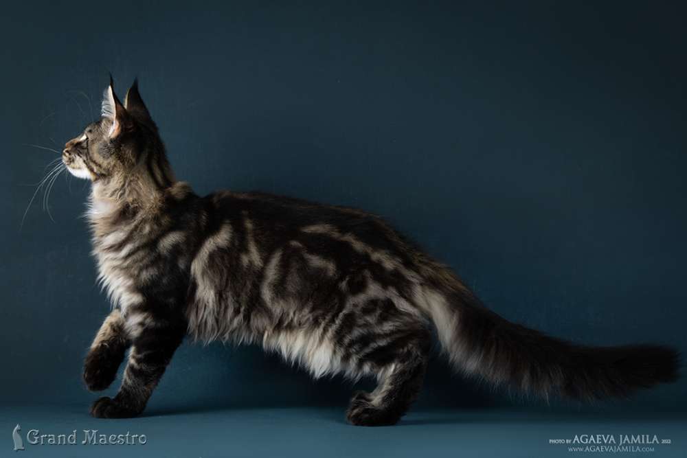 Алистер, 4.5 мес.