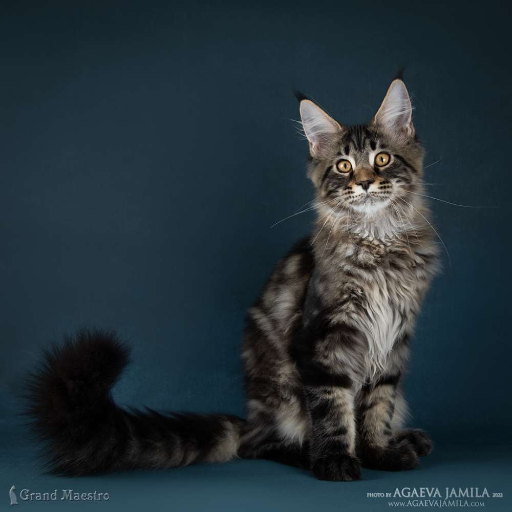 Алистер, 4.5 мес.