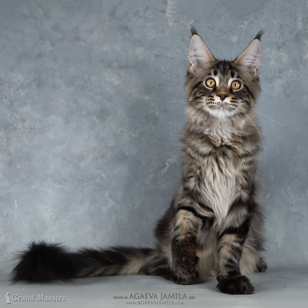Алистер, 4.5 мес.