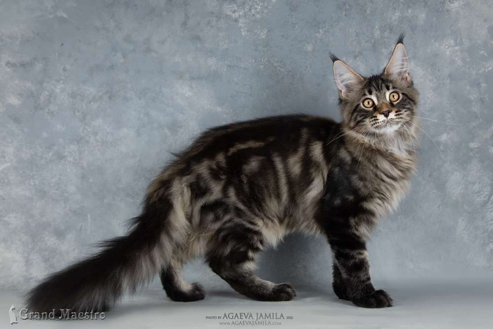 Алистер, 4.5 мес.