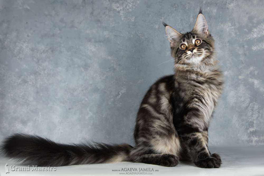 Алистер, 4.5 мес.