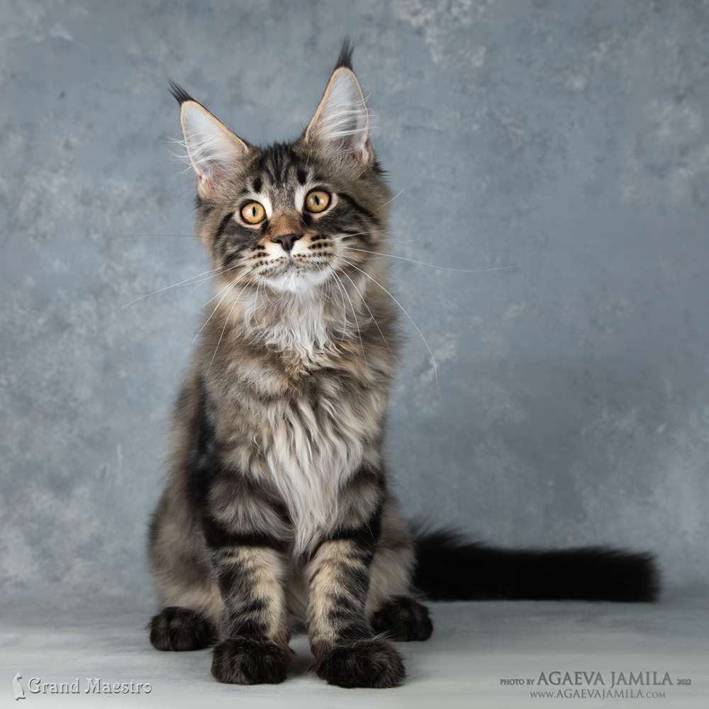 Алистер, 4.5 мес.