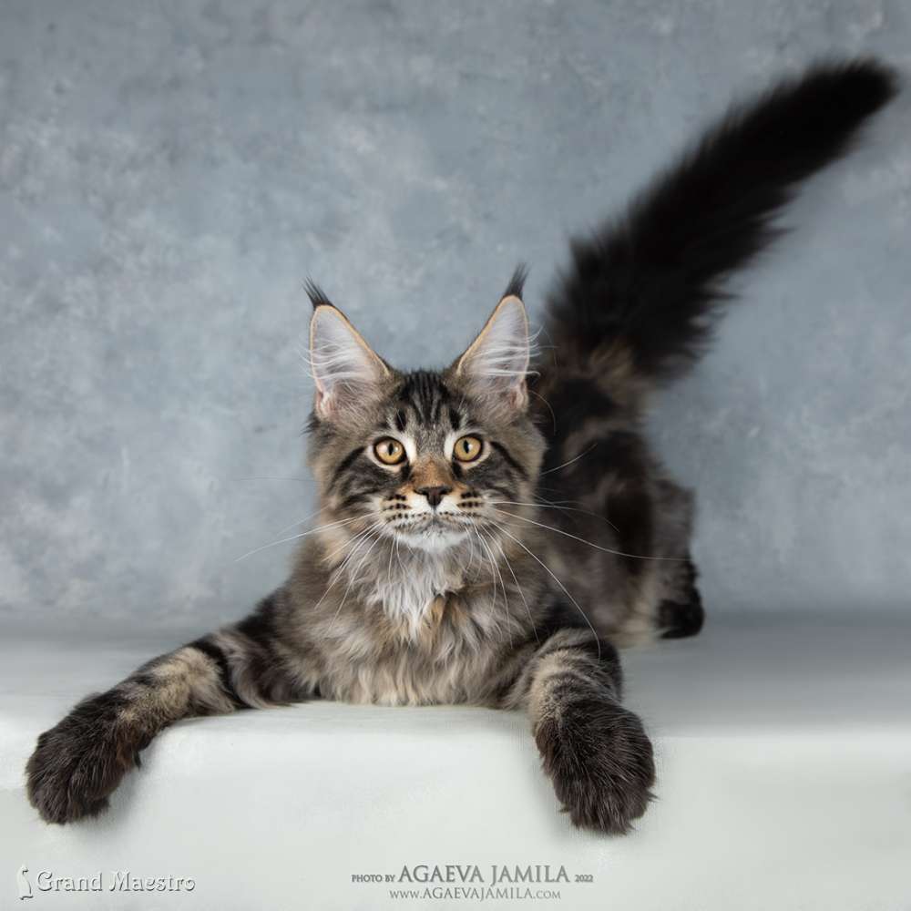 Алистер, 4.5 мес.