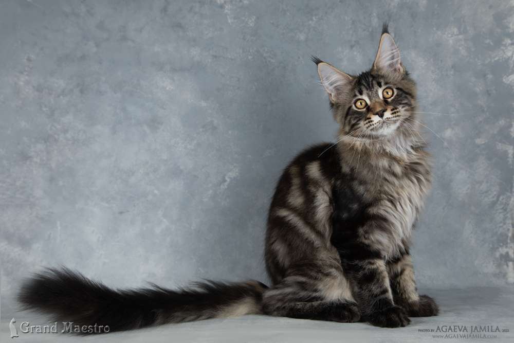 Алистер, 4.5 мес.