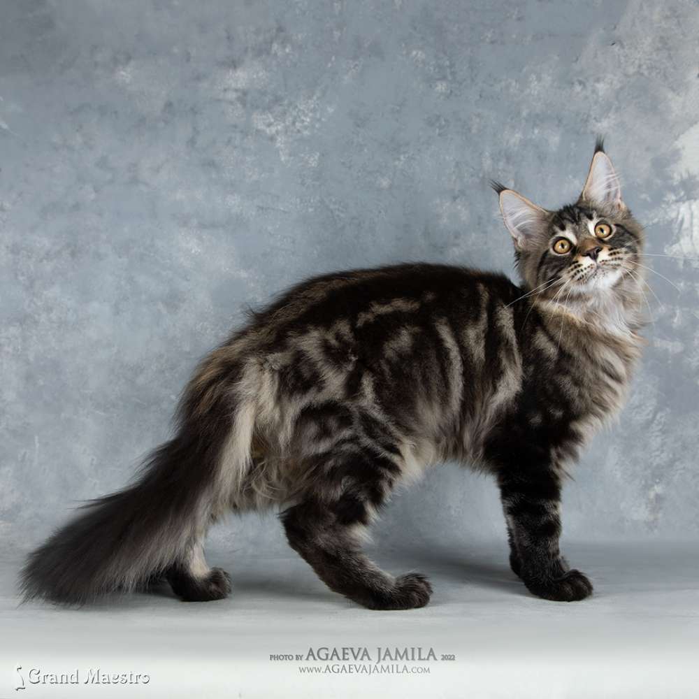 Алистер, 4.5 мес.