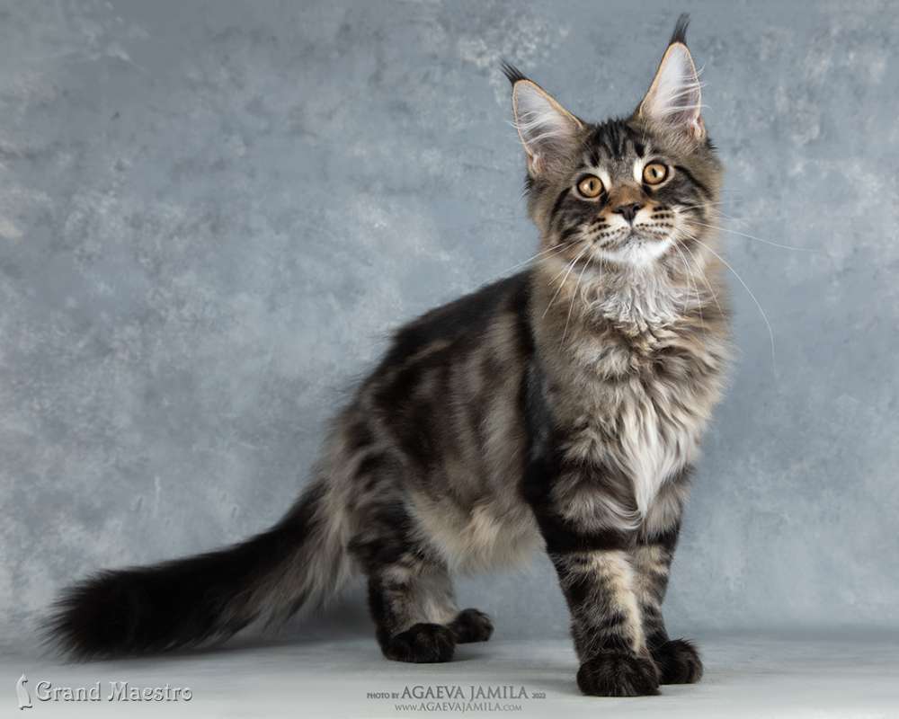Алистер, 4.5 мес.
