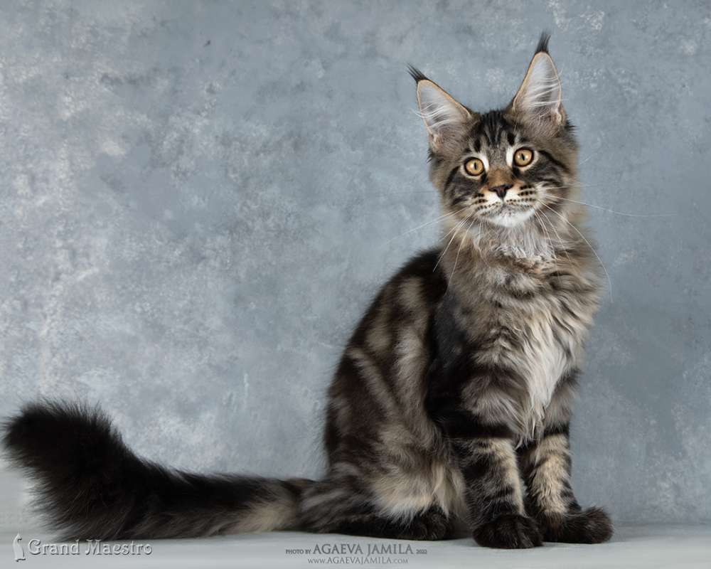 Алистер, 4.5 мес.