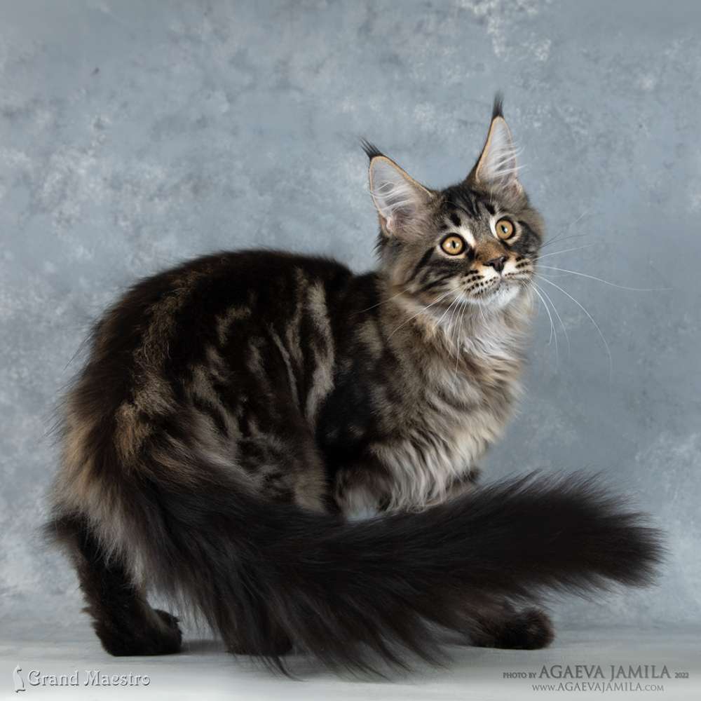 Алистер, 4.5 мес.